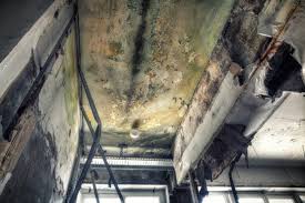 Best Mold Documentation for Insurance Claims  in South Chicago Heights, IL